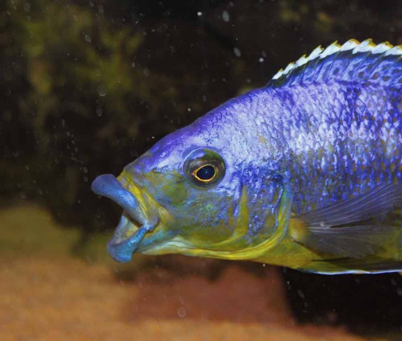 Protomelas sp. 'mbenji thick-lip' Mbenji Island